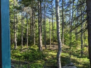 Sunlight filtering through a dense stand of birch and evergreen trees in the coastal Maine woods, captured from a campground property on Deer Isle in Stonington.