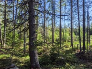 Deep forest scenery at a Stonington Maine campground featuring tall pine trees, sun-dappled mossy ground cover, and thick green ferns under a clear blue sky.